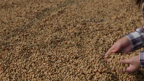Farmer Sorting Sun Dried Coffee Beans By Hand On A Plantation In Chiang Rai.. Video stock 341645056