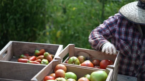 Farmer sorting tomatoes on a flatbed trailer after picking fresh tomato in field Stock Footage 247743318