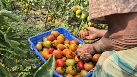 Farmer Sorting Unripe and Damaged Tomatoes from Plastic Crate 動画素材 337315645