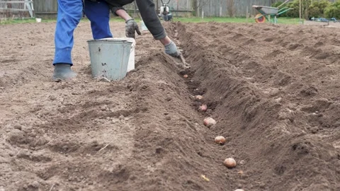 Farmer sowing crops Stock Footage 331992405