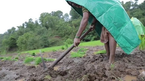 Farmer sowing rice crops in their fields in Maharashtra India selective foc.. Stock Footage 229895202