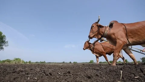 Farmer sowing seeds with seed cum fertilizer drill machine Stock Footage