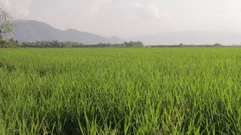 A farmer sows rice with a view of the mountains and sky. Stock Footage 118615211