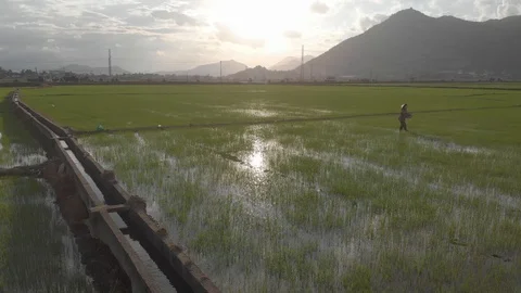 A farmer sows rice with a view of the mountains and sky. Vídeo Stock 118638191