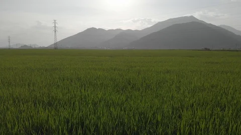 A farmer sows rice with a view of the mountains and sky. Stock Footage 118639910