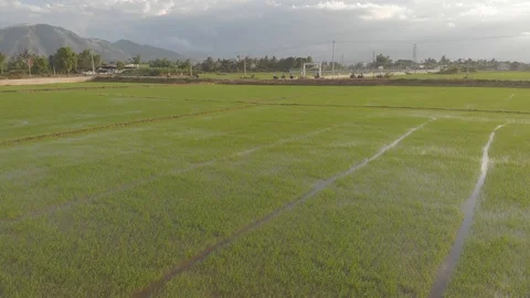 A farmer sows rice with a view of the mountains and sky. Stock Footage 118641091