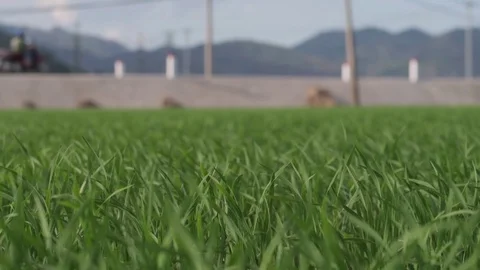 A farmer sows rice with a view of the mountains and sky. Stock Footage 118641702