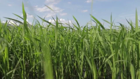 A farmer sows rice with a view of the mountains and sky. Stock Footage 118642344