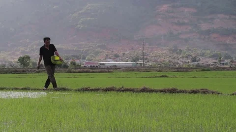 A farmer sows rice with a view of the mountains and sky. Stock Footage 118643013