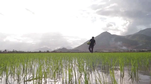 A farmer sows rice with a view of the mountains and sky. Vídeo Stock 118643050