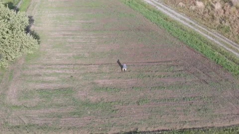 Farmer sows the seed in the field manually 動画素材 133090590