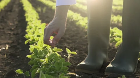 Farmer in soybean crops field Stock Footage 63626007
