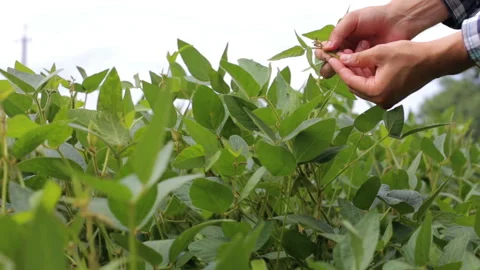 Farmer on soybean field Stock Footage 103795003