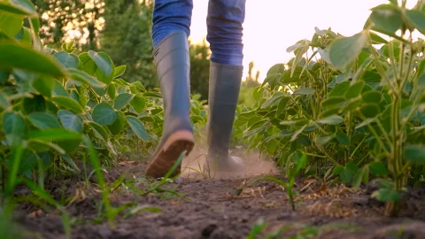 Farmer in soybean field. selective focus. Stock Footage 273577194