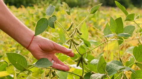 Farmer in soybean field. Selective focus. Stock Footage 276739582