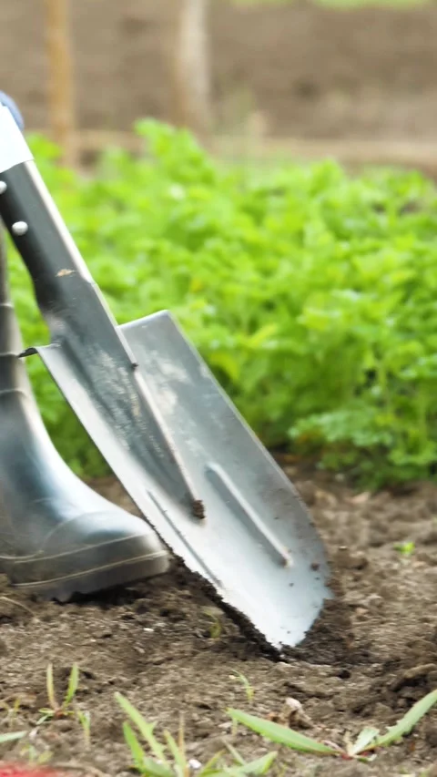 Farmer spade soil, digging earth boots, agriculture work cultivation, farm work Stock Footage 287427600