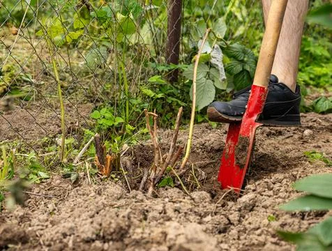 Farmer spade soil, digging earth boots, agriculture work cultivation, farm wo Stock Photos
