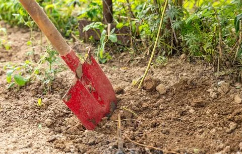 Farmer spade soil, digging earth boots, agriculture work cultivation, farm wo Stock Photos