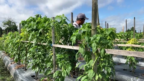 Farmer Spraying Chilli Pepper With Fertilizer Stock Footage 295467973