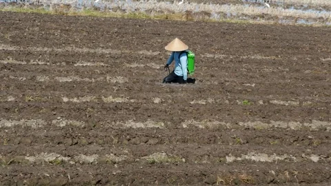 Farmer Spraying Crops in Central Java Stock Footage 339550939