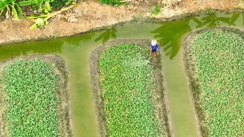 A farmer spraying crops in rows. Stock Footage 306722254