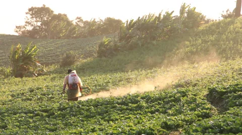 Farmer spraying Stock Footage 32674850