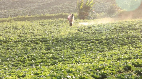 Farmer spraying Stock Footage 32674886