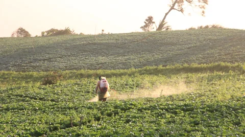 Farmer spraying Stock Footage 32675341