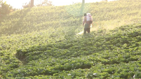 Farmer spraying Stock Footage 32675348