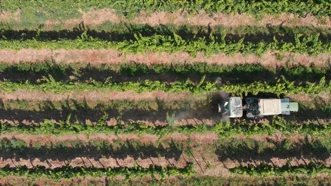 Farmer spraying grape vines with tractor Stock Footage 95176197