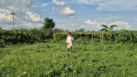 Farmer Spraying Herbicide To Kill Weeds In Gazipur Bangladesh Stock Footage 338269360