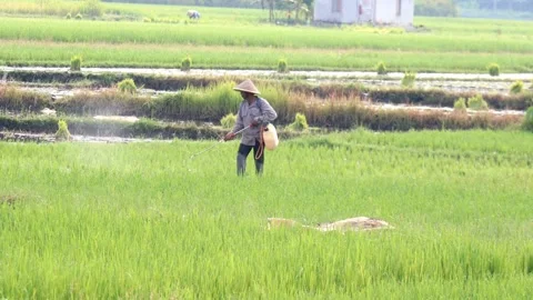 A farmer is spraying liquid on the rice that has been planted in the rice field Stock Footage 233478064
