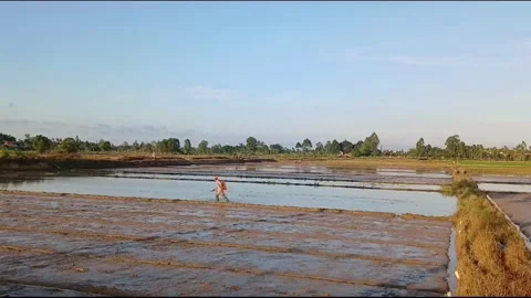Farmer Spraying Prepared Paddy Field Before Rice Sowing Stock Footage 336809247
