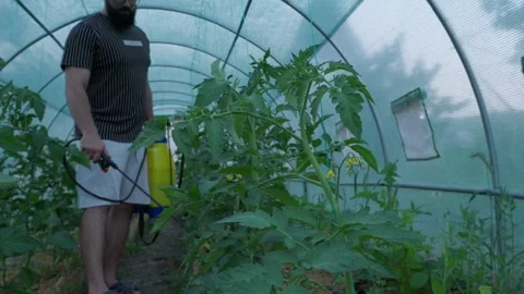 Farmer Spraying Tomato Plants Inside Greenhouse 库存影片 341767604