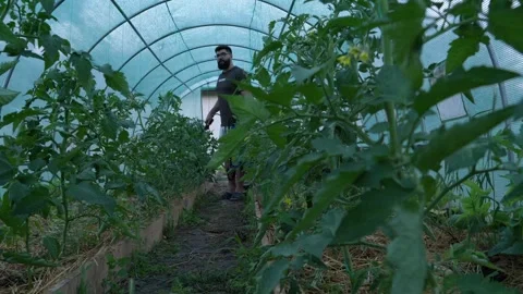 Farmer Spraying Tomato Plants While Walking Through Greenhouse Stock Footage 341767225
