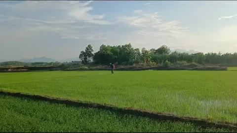 Farmer Spraying Young Rice Field Under Blue Sky in Vietnam Stock Footage 336808041