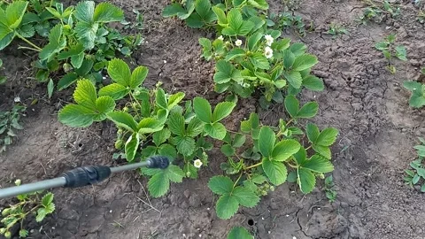 Farmer sprays currant bush in garden with insecticides. Stock Footage 245363256