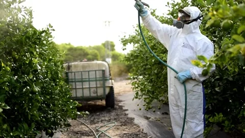 Farmer sprays pesticides on fruit lemon trees. Spraying insecticide Stock Footage