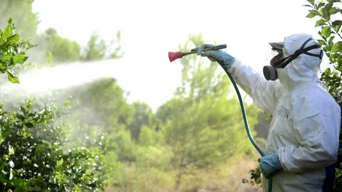 Farmer sprays pesticides on fruit lemon trees. Spraying insecticide Stock Footage