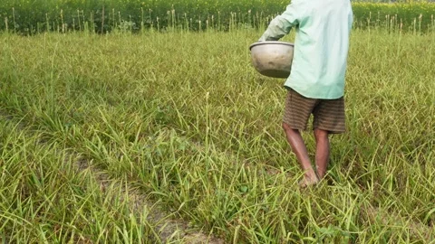 A farmer spreading compost Stock Footage 333263809