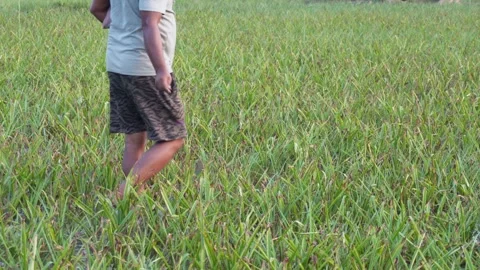 Farmer spreading fertilizer 스톡 동영상 332556274