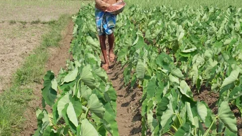 Farmer Spreading Fertilizer Stock-Footage 335209262