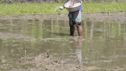 Farmer Spreading Fertilizer Stock Footage 336433404