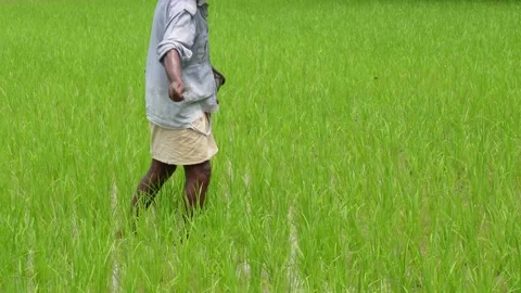 Farmer spreading fertilizer Stock Footage 344819018