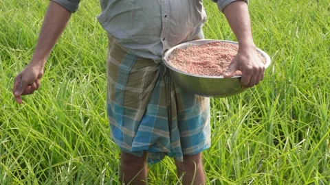 Farmer spreading granular fertilizer 스톡 동영상 332537401