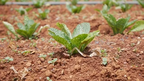 Farmer sprinkles dry fertilizers or pesticides on seedlings of cabbage in the Stock Footage 130570153