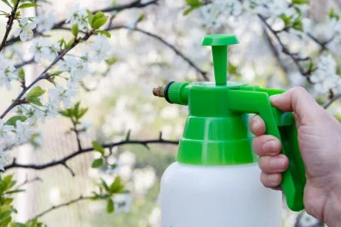 Farmer is sprinkling water solution on branches of cherry tree with flowers. Stock Photos