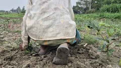 Farmer Squatting Working In Soil Field Back View Low Angle Shot Stock Footage 343329031