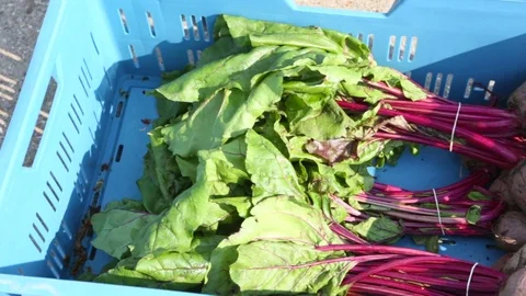 Farmer stacking the beets in a bin Stock Footage 82076749