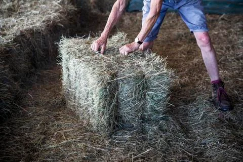 Farmer stacking hay bales in a barn. Stock Photos